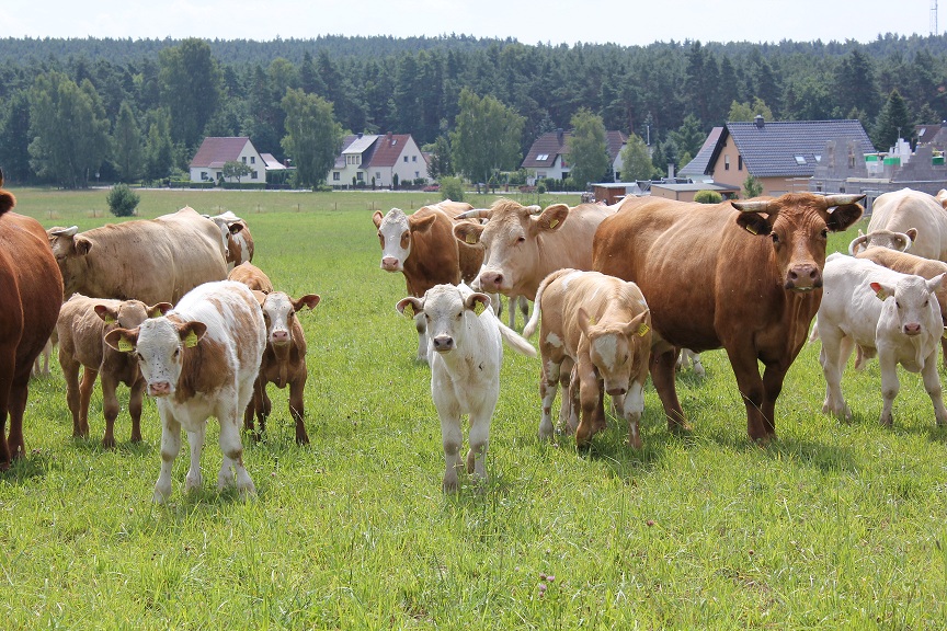 Kuhweide bei Oßling im Landkreis Bautzen. Foto: BautzenerBote