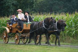 Rackel-Pferde2-273x182.jpg